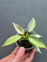 Philodendron Silver Sword Variegated - Rare Collectors Plant - Exact Plant ( June-17-05)