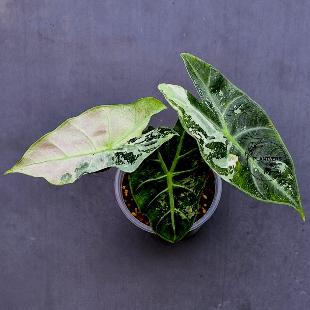 Variegated Alocasia Pink Dragon Albo – Rare Elephant Ear Plant (June-17-07)
