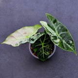 Variegated Alocasia Pink Dragon Albo – Rare Elephant Ear Plant (June-17-07)