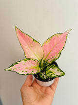 Aglaonema Lady Valentine in 3" Pot - Rare Pink Indoor Plant - Chinese Evergreen Live Plant - Easy Care Houseplant - Home & Office Gift