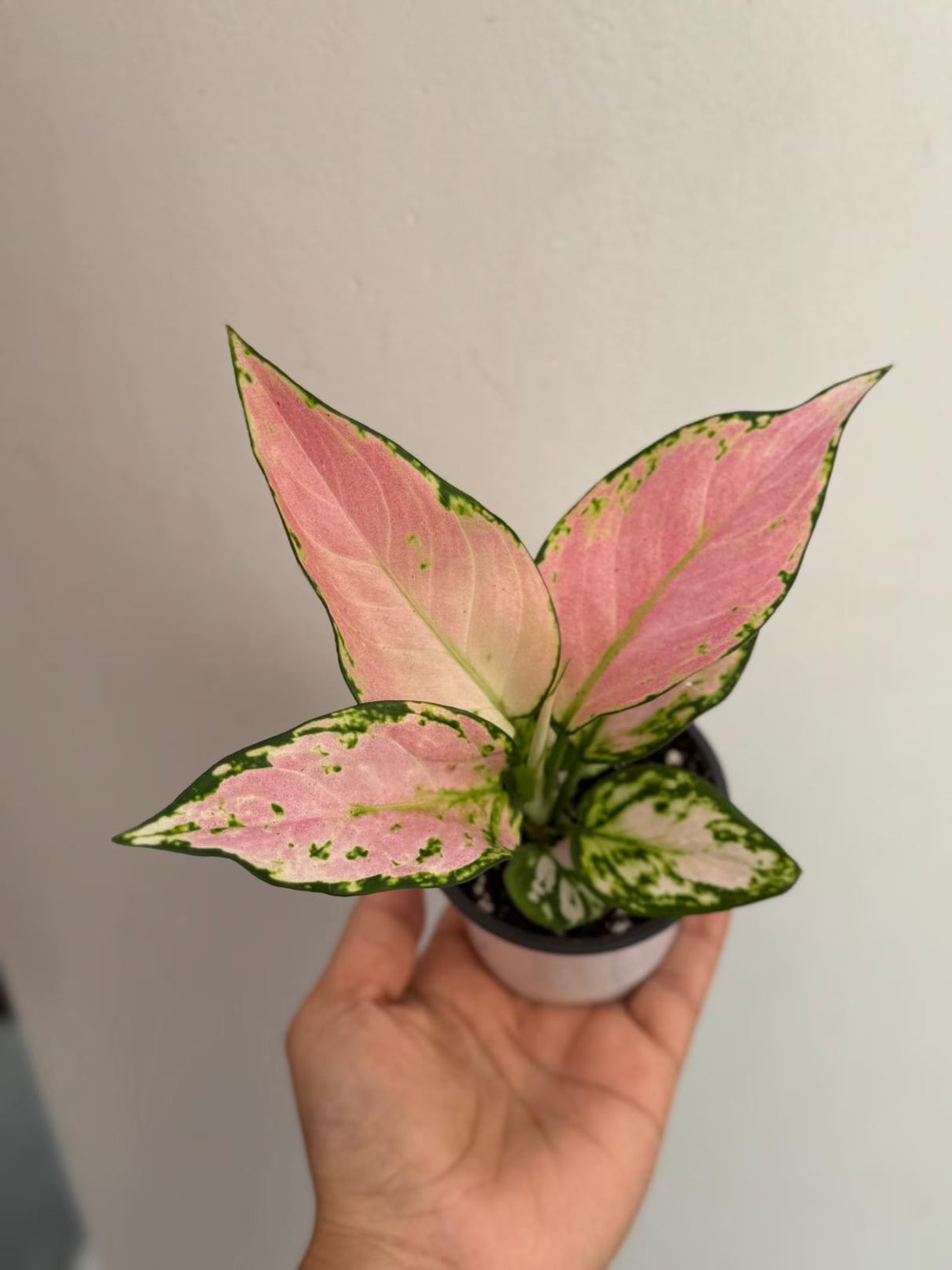Aglaonema Lady Valentine in 3" Pot - Rare Pink Indoor Plant - Chinese Evergreen Live Plant - Easy Care Houseplant - Home & Office Gift