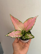 Aglaonema Lady Valentine in 3" Pot - Rare Pink Indoor Plant - Chinese Evergreen Live Plant - Easy Care Houseplant - Home & Office Gift