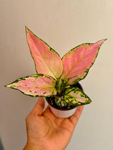 Aglaonema Lady Valentine in 3" Pot - Rare Pink Indoor Plant - Chinese Evergreen Live Plant - Easy Care Houseplant - Home & Office Gift