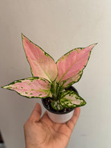 Aglaonema Lady Valentine in 3" Pot - Rare Pink Indoor Plant - Chinese Evergreen Live Plant - Easy Care Houseplant - Home & Office Gift