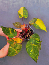 Variegated Philodendron Orange Princess - Rare Exact Plant (June-17-17)