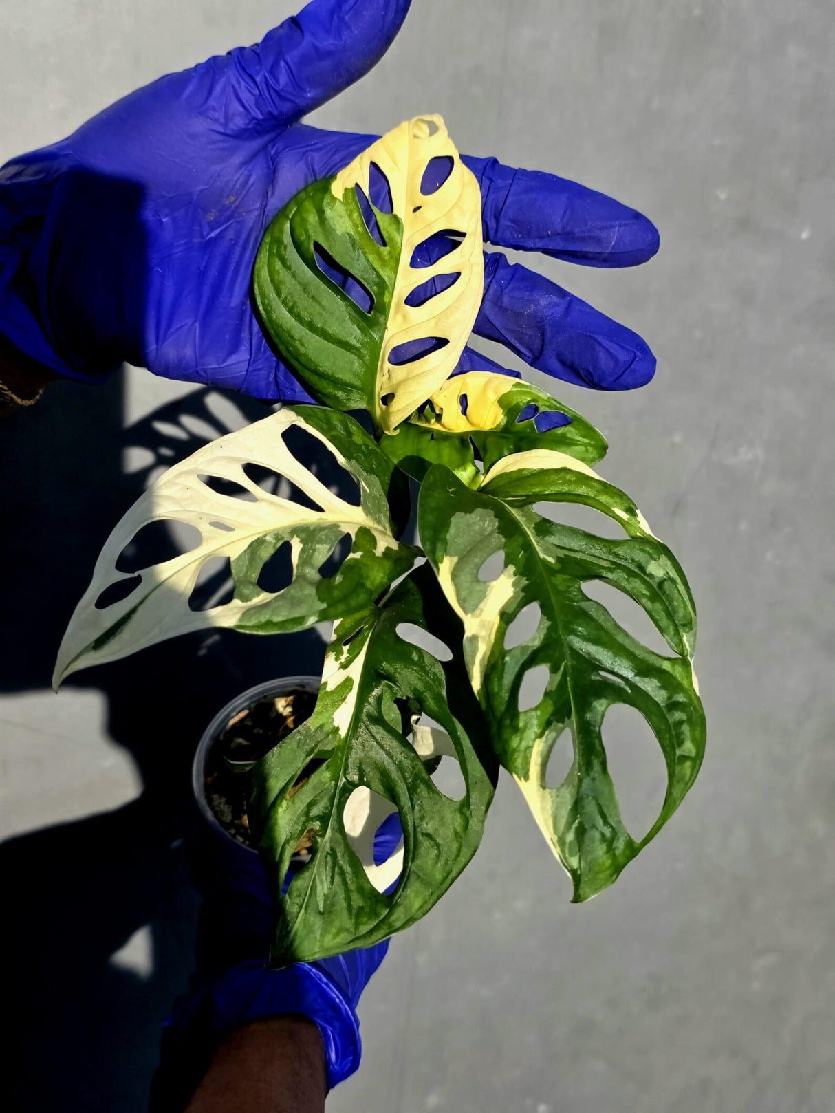 Variegated Monstera Adansonii Albo Live Plant - (June-23-16)