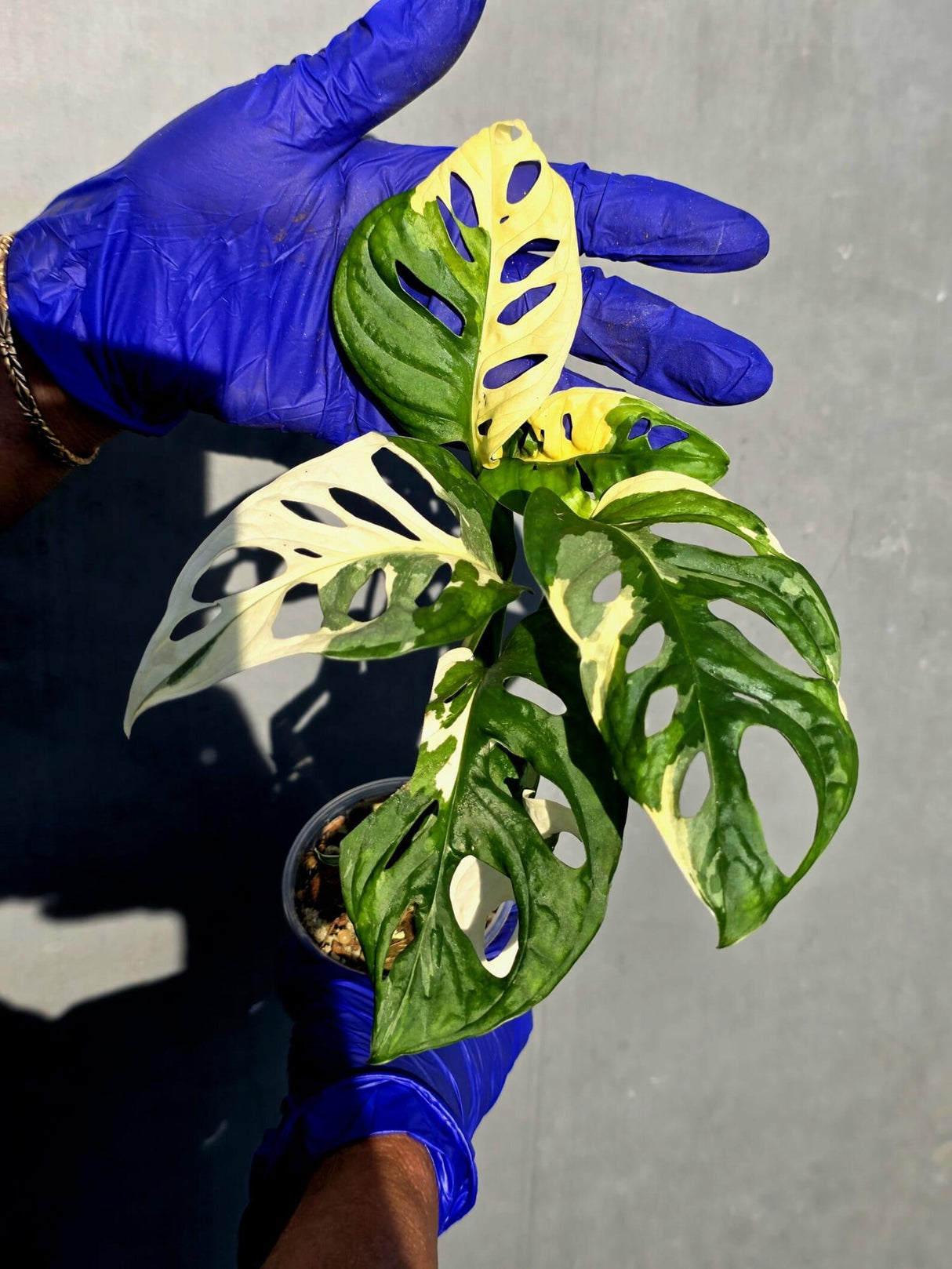 Variegated Monstera Adansonii Albo Live Plant - (June-23-16)