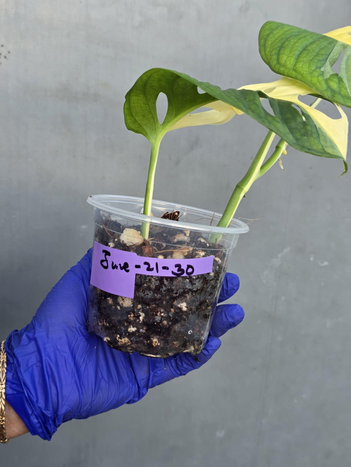 Variegated Monstera Adansonii Albo Live Plant - (June-21-30)