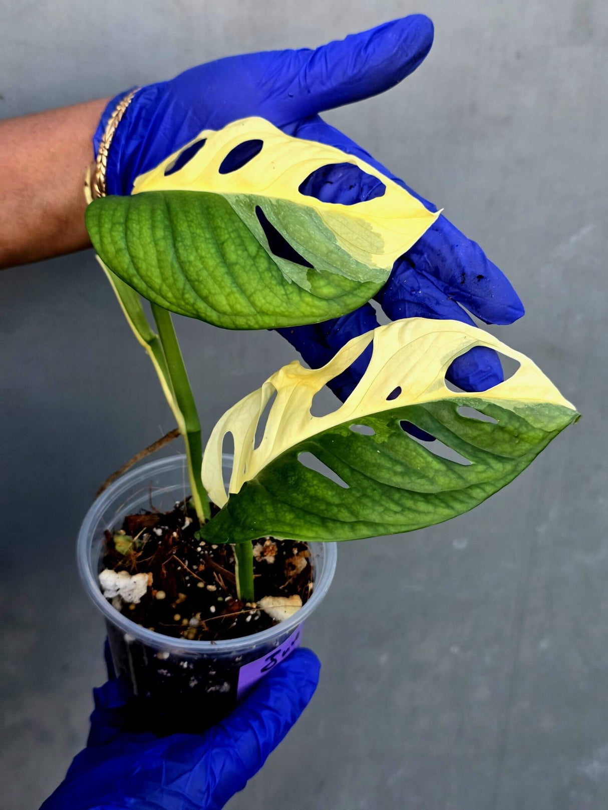 Variegated Monstera Adansonii Albo Live Plant - (June-21-30)
