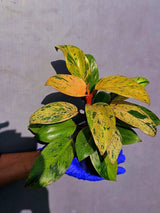 Philodendron Red Congo Variegated Live Plant - Dwarf Red Congo(June-23-42)