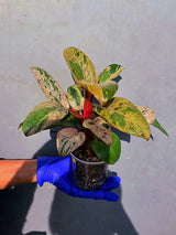 Philodendron Red Congo Variegated Live Plant - Dwarf Red Congo(June-23-43)