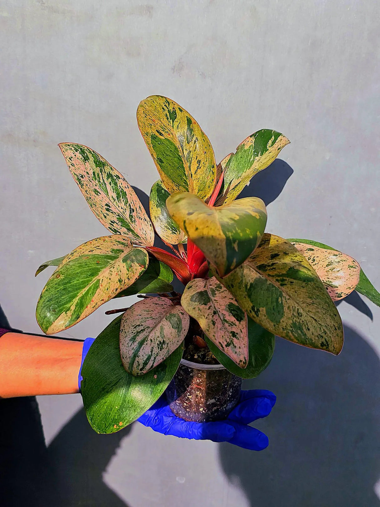 Philodendron Red Congo Variegated Live Plant - Dwarf Red Congo(June-23-43)