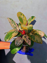 Philodendron Red Congo Variegated Live Plant - Dwarf Red Congo(June-23-43)