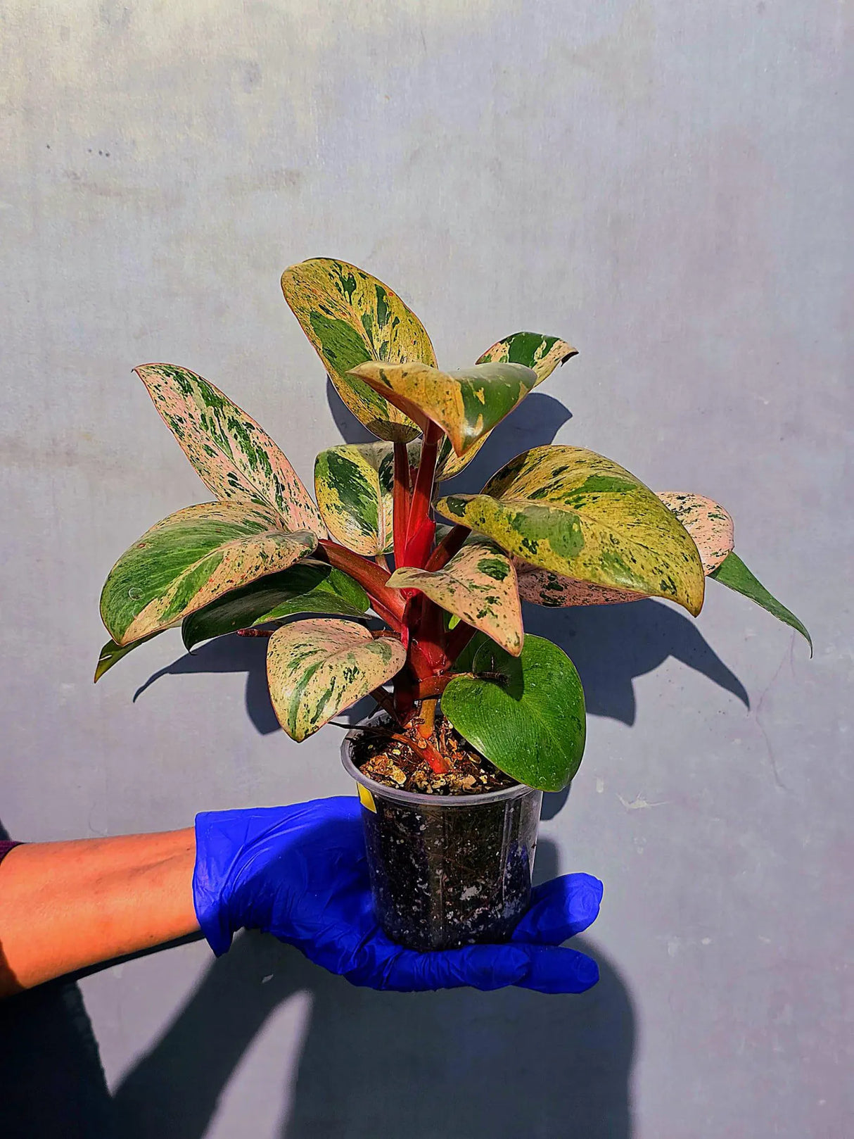 Philodendron Red Congo Variegated Live Plant - Dwarf Red Congo(June-23-43)
