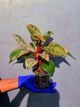 Philodendron Red Congo Variegated Live Plant - Dwarf Red Congo(June-23-43)