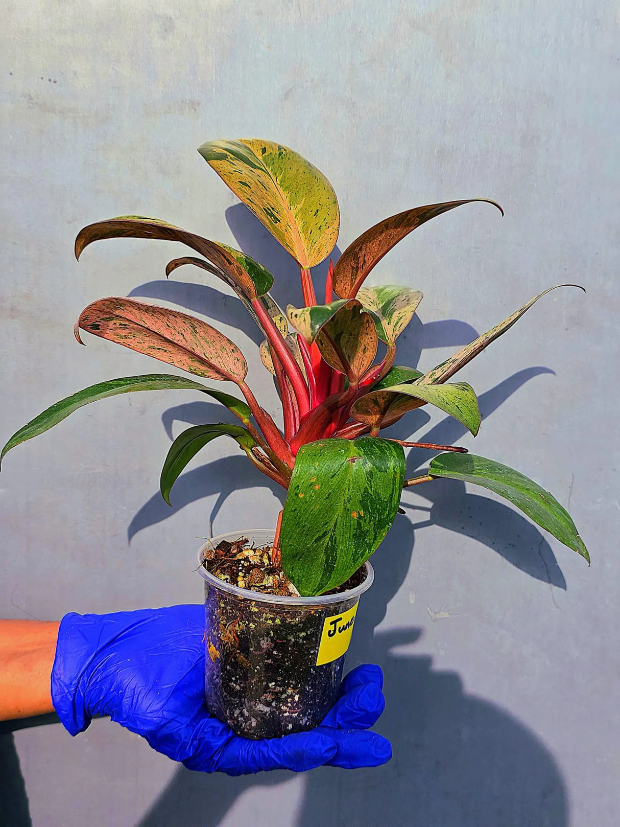 Philodendron Red Congo Variegated Live Plant - Dwarf Red Congo(June-23-43)