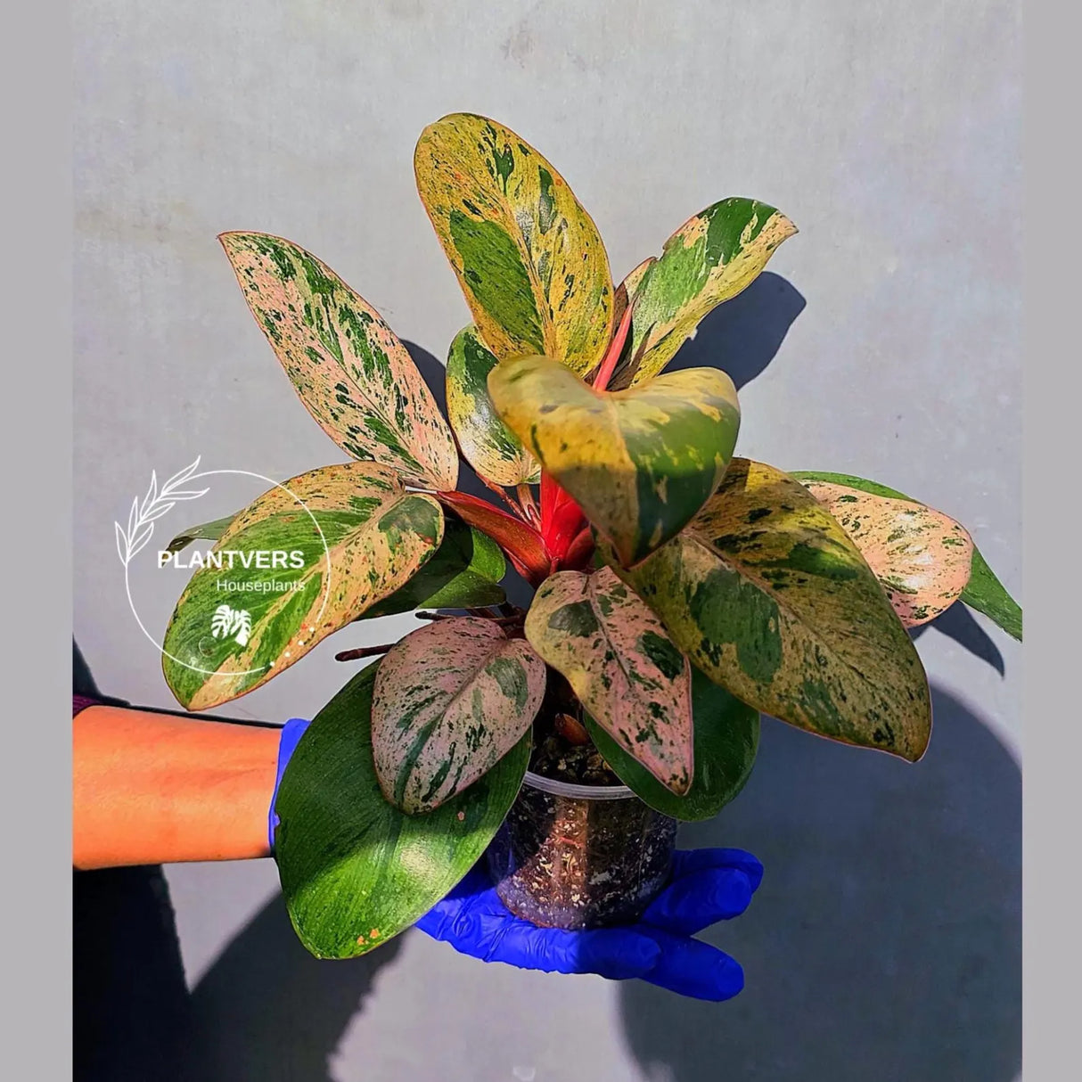 Philodendron Red Congo Variegated Live Plant - Dwarf Red Congo(June-23-43)