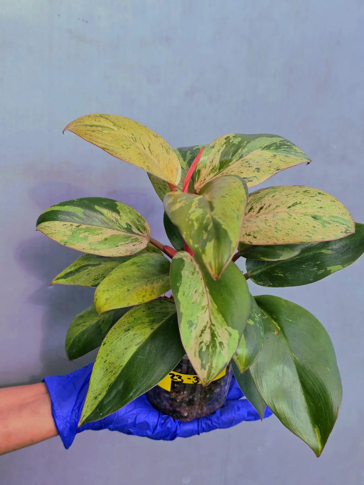 Philodendron Red Congo Variegated Live Plant - Dwarf Red Congo(June-23-39)