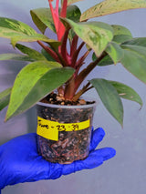 Philodendron Red Congo Variegated Live Plant - Dwarf Red Congo(June-23-39)