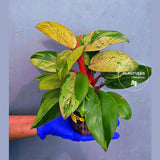 Philodendron Red Congo Variegated Live Plant - Dwarf Red Congo(June-23-39)