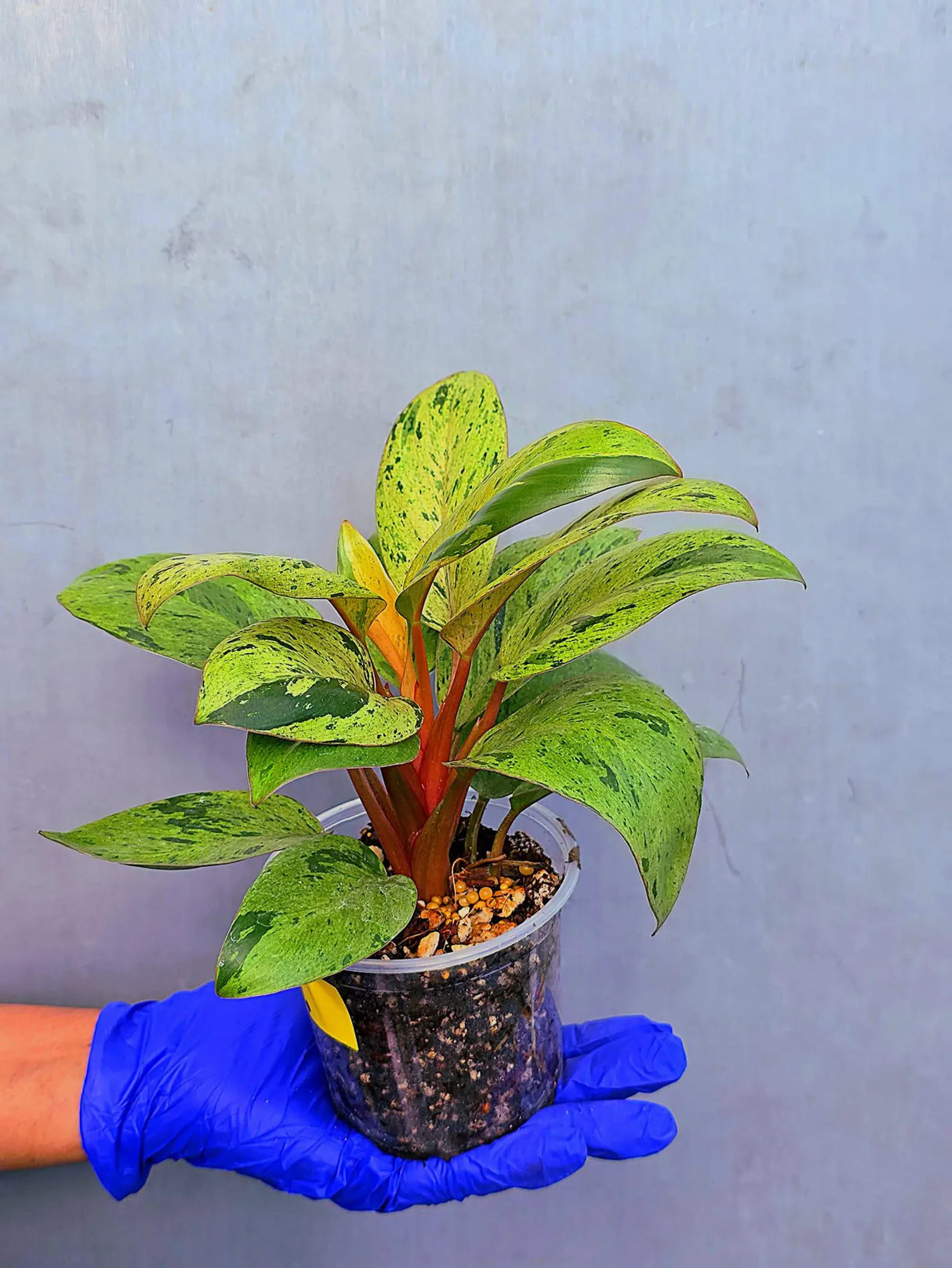 Philodendron Red Congo Variegated Live Plant - Dwarf Red Congo (June-23-36)