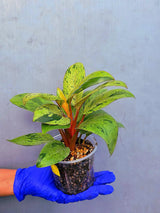 Philodendron Red Congo Variegated Live Plant - Dwarf Red Congo (June-23-36)