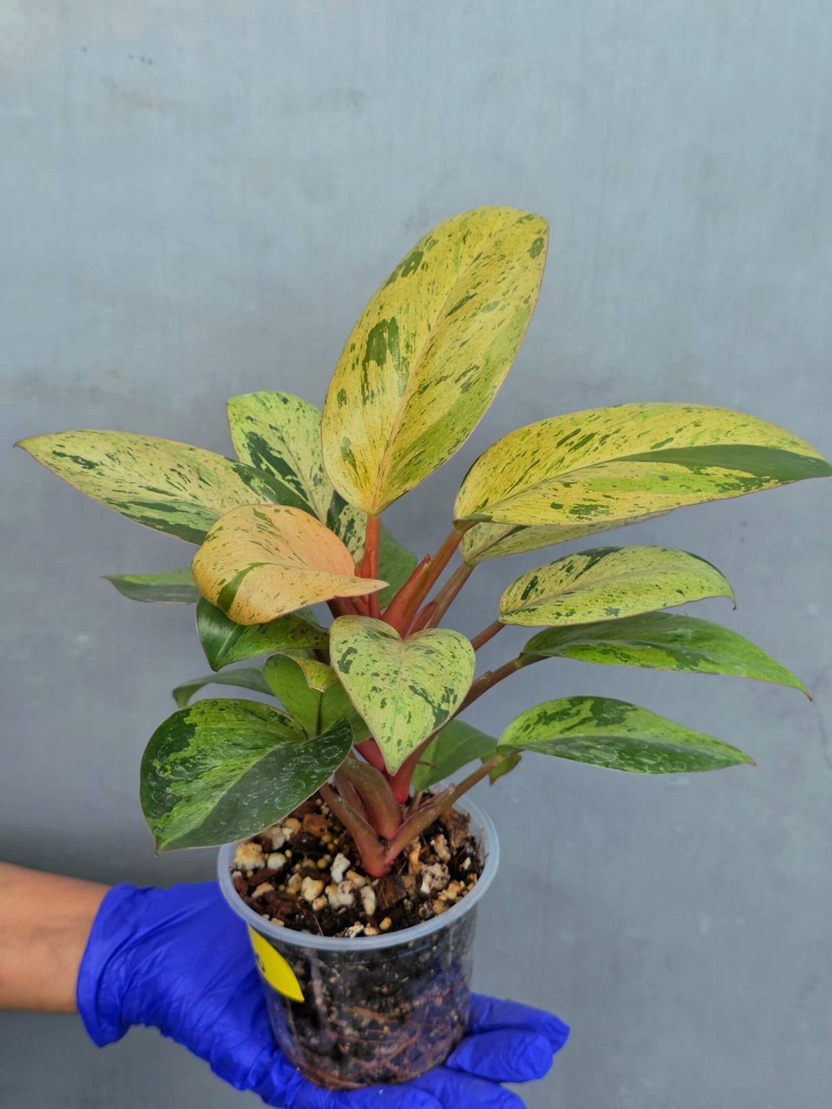 Philodendron Red Congo Variegated Live Plant - Dwarf Red Congo(June-23-40)