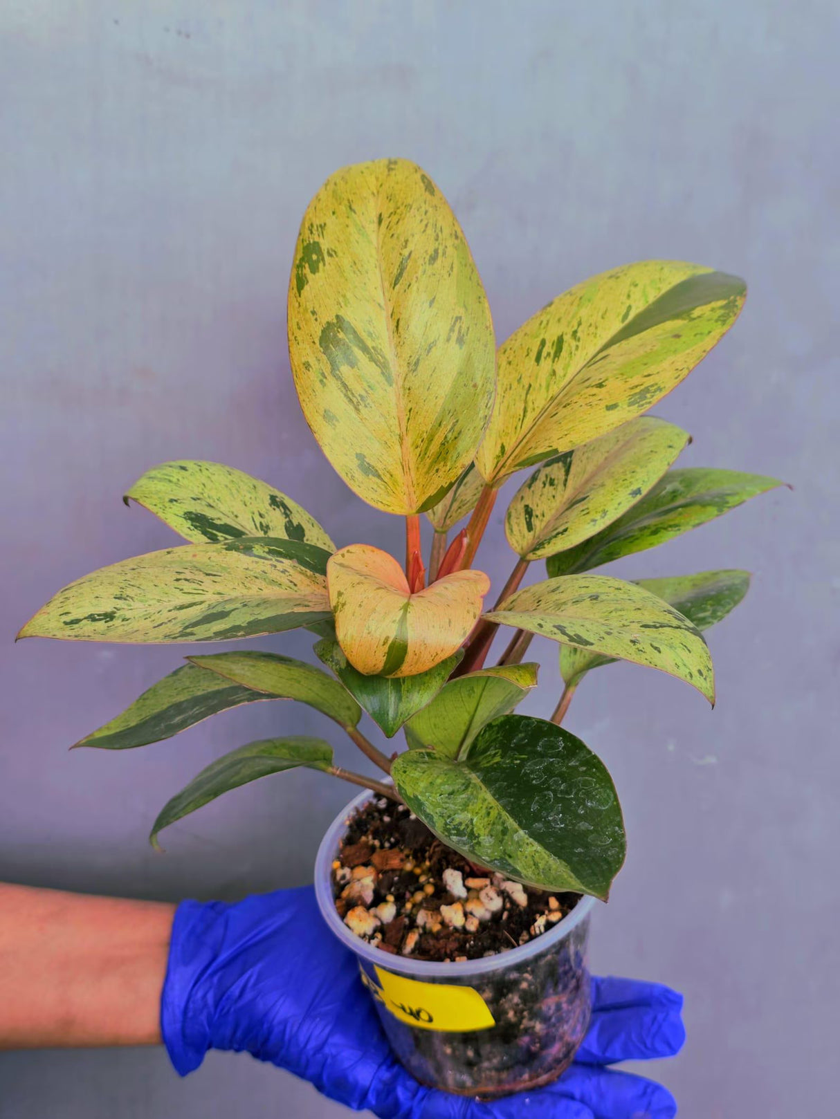 Philodendron Red Congo Variegated Live Plant - Dwarf Red Congo(June-23-40)
