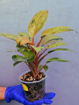 Philodendron Red Congo Variegated Live Plant - Dwarf Red Congo(June-23-40)