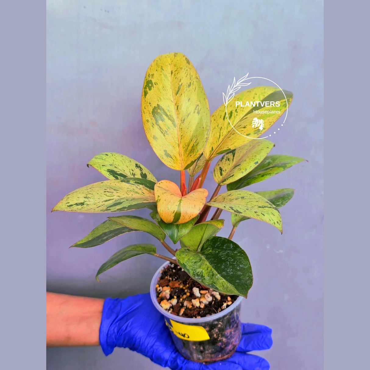 Philodendron Red Congo Variegated Live Plant - Dwarf Red Congo(June-23-40)