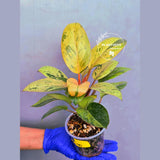 Philodendron Red Congo Variegated Live Plant - Dwarf Red Congo(June-23-40)