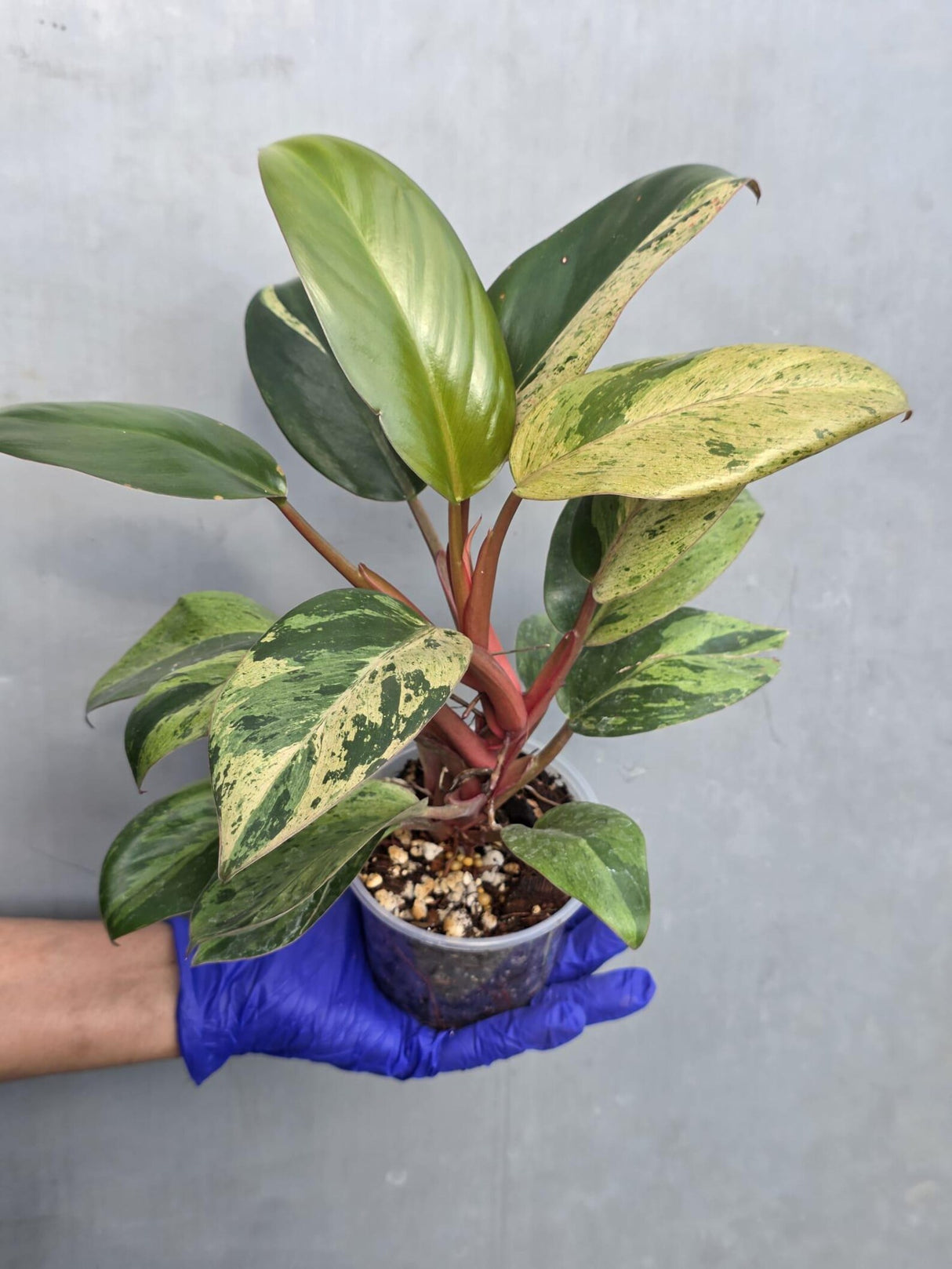 Philodendron Red Congo Variegated Live Plant - Dwarf Red Congo (June-23-34)