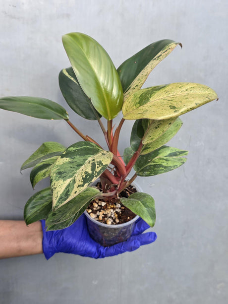 Philodendron Red Congo Variegated Live Plant - Dwarf Red Congo (June-23-34)