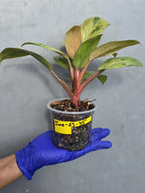 Philodendron Red Congo Variegated Live Plant - Dwarf Red Congo (June-23-35)