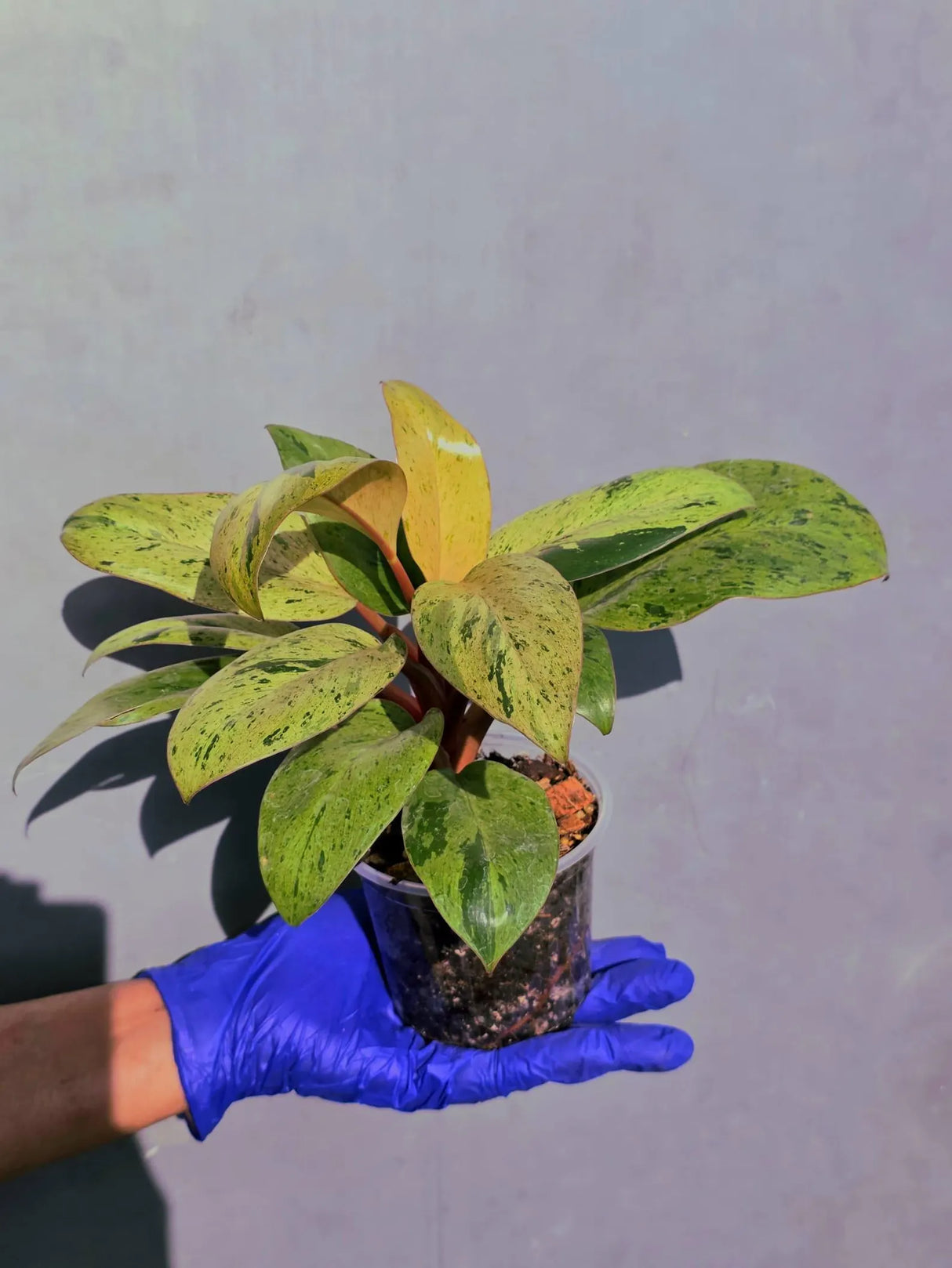 Philodendron Red Congo Variegated Live Plant - Dwarf Red Congo (June-23-35)
