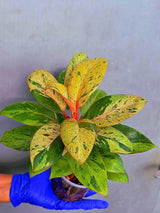 Philodendron Red Congo Variegated Live Plant - Dwarf Red Congo (June-23-33)