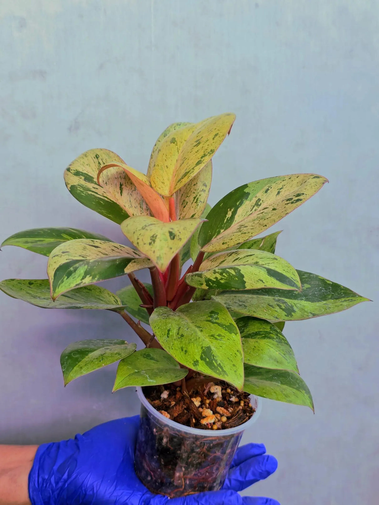Philodendron Red Congo Variegated Live Plant - Dwarf Red Congo (June-23-33)