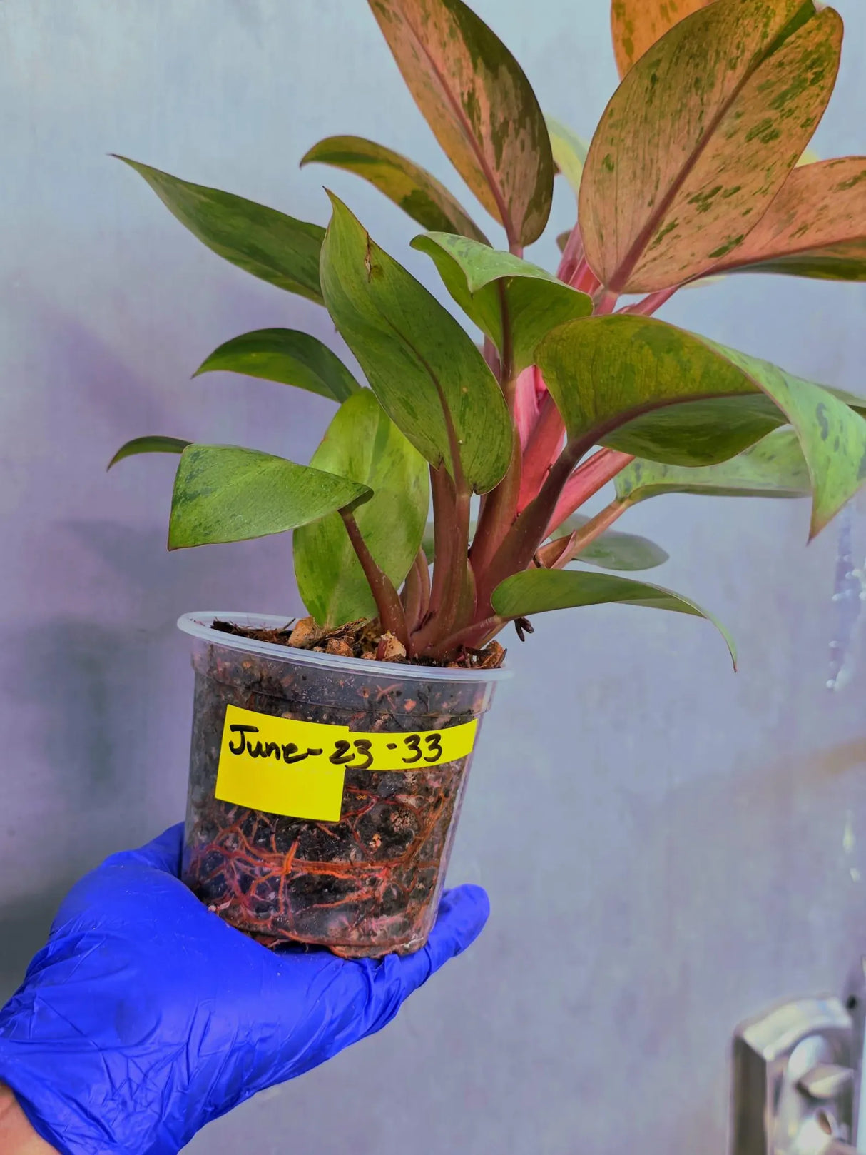 Philodendron Red Congo Variegated Live Plant - Dwarf Red Congo (June-23-33)
