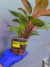 Philodendron Red Congo Variegated Live Plant - Dwarf Red Congo (June-23-33)