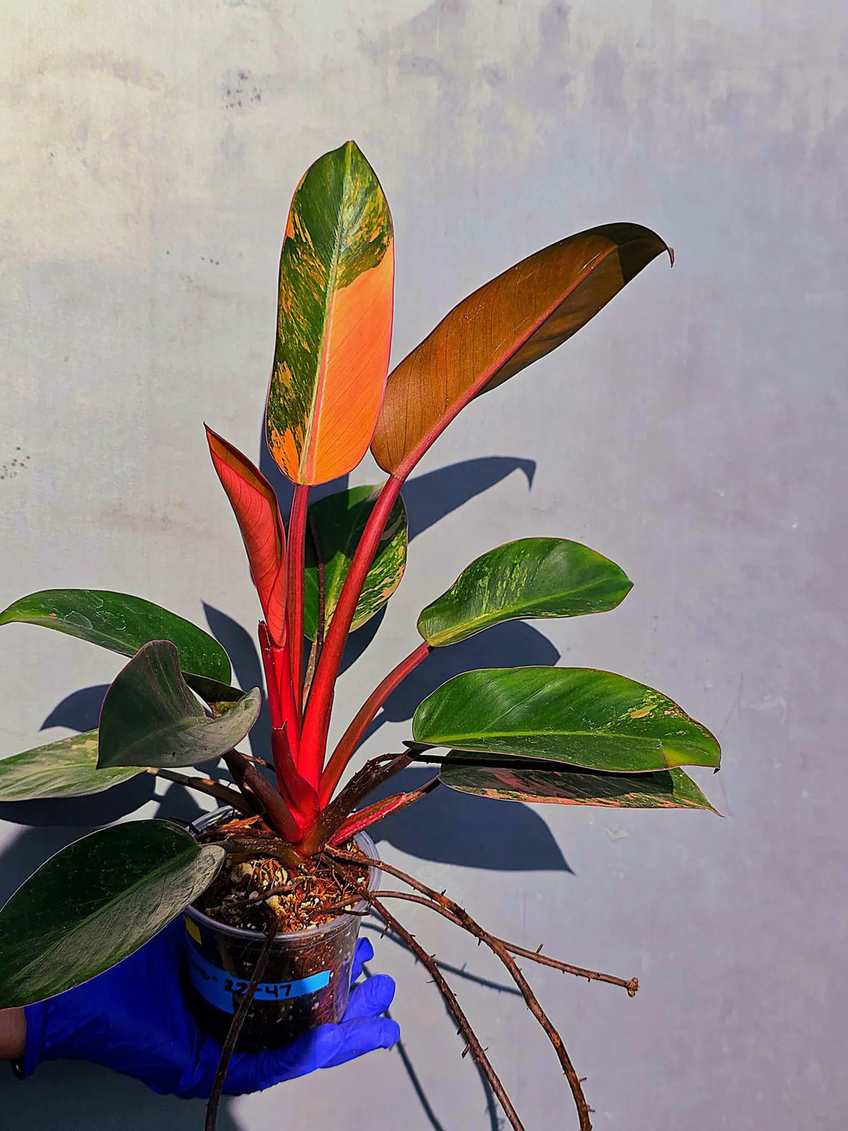 Philodendron Red Congo Variegated Live Plant - Dwarf Red Congo(June-23-45)