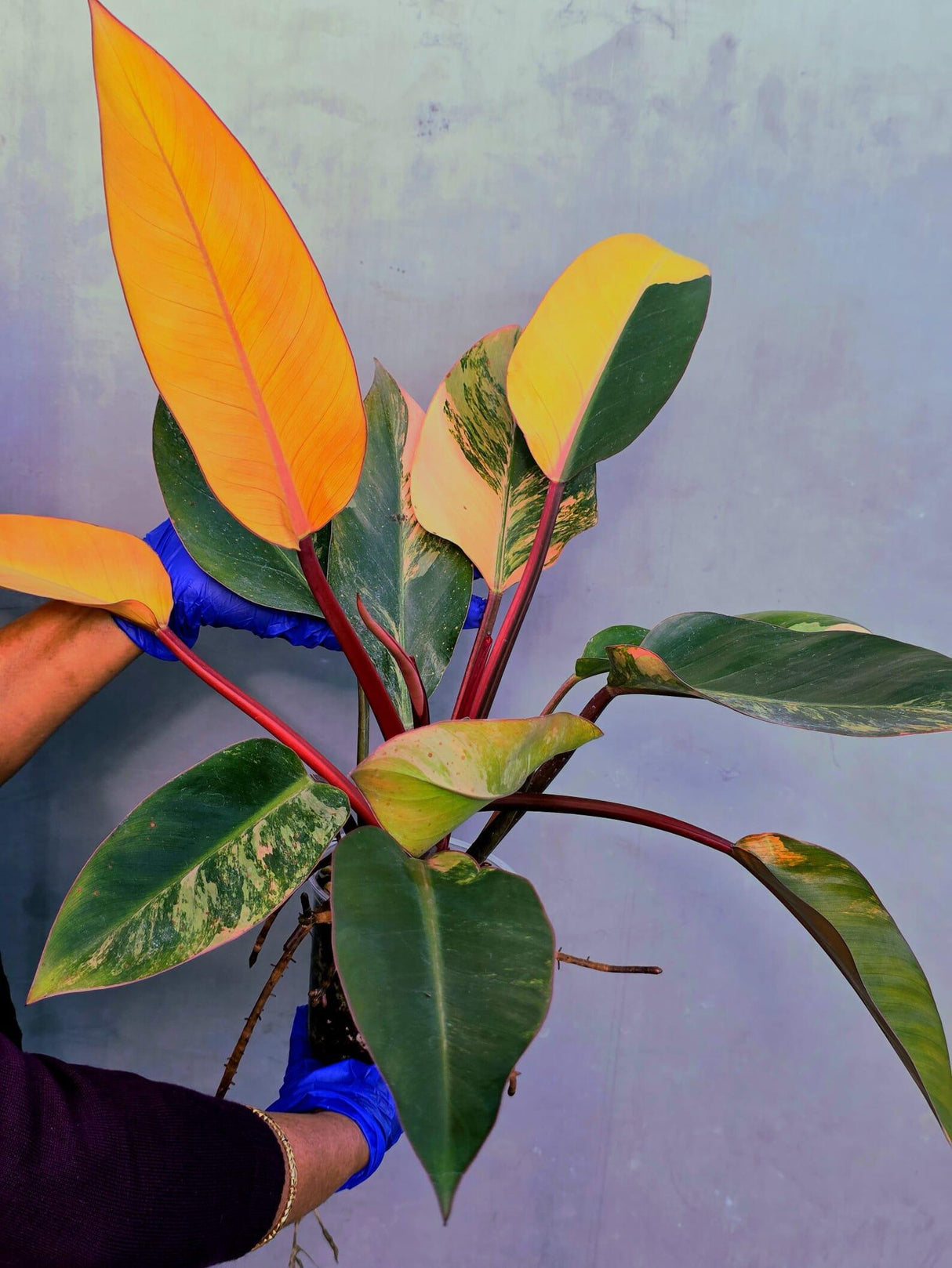 Yellow Congo Philodendron Variegated Live Plant - Large Form (June-23-38)