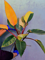Yellow Congo Philodendron Variegated Live Plant - Large Form (June-23-38)