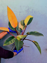 Yellow Congo Philodendron Variegated Live Plant - Large Form (June-23-38)