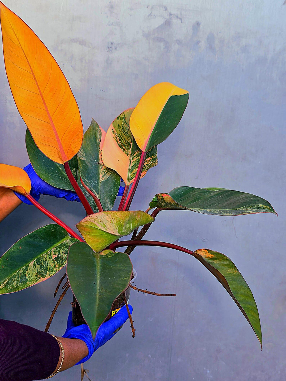 Yellow Congo Philodendron Variegated Live Plant - Large Form (June-23-38)