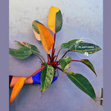 Yellow Congo Philodendron Variegated Live Plant - Large Form (June-23-38)