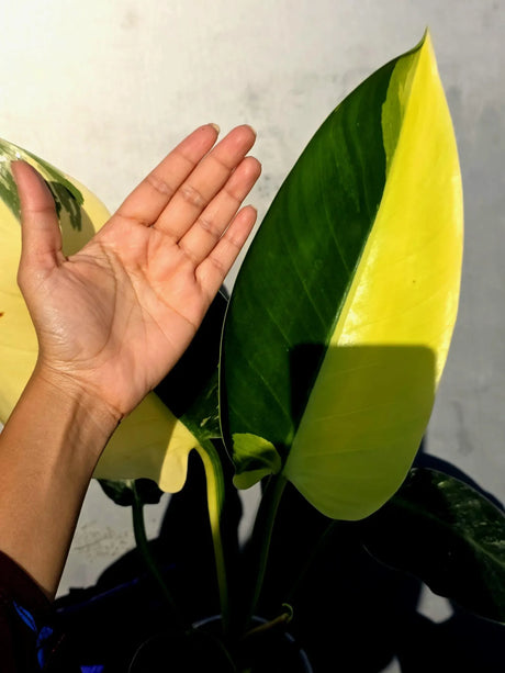 Variegated Philodendron Green Congo Original - Large Form (June-23-57)