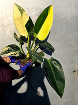 Variegated Philodendron Green Congo Original - Large Form (June-23-57)