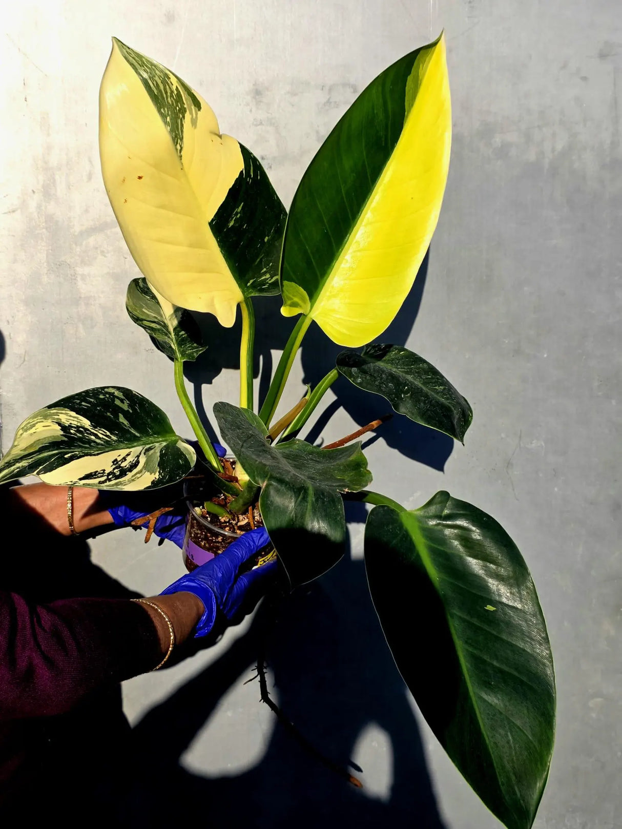 Variegated Philodendron Green Congo Original - Large Form (June-23-57)