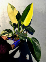Variegated Philodendron Green Congo Original - Large Form (June-23-57)