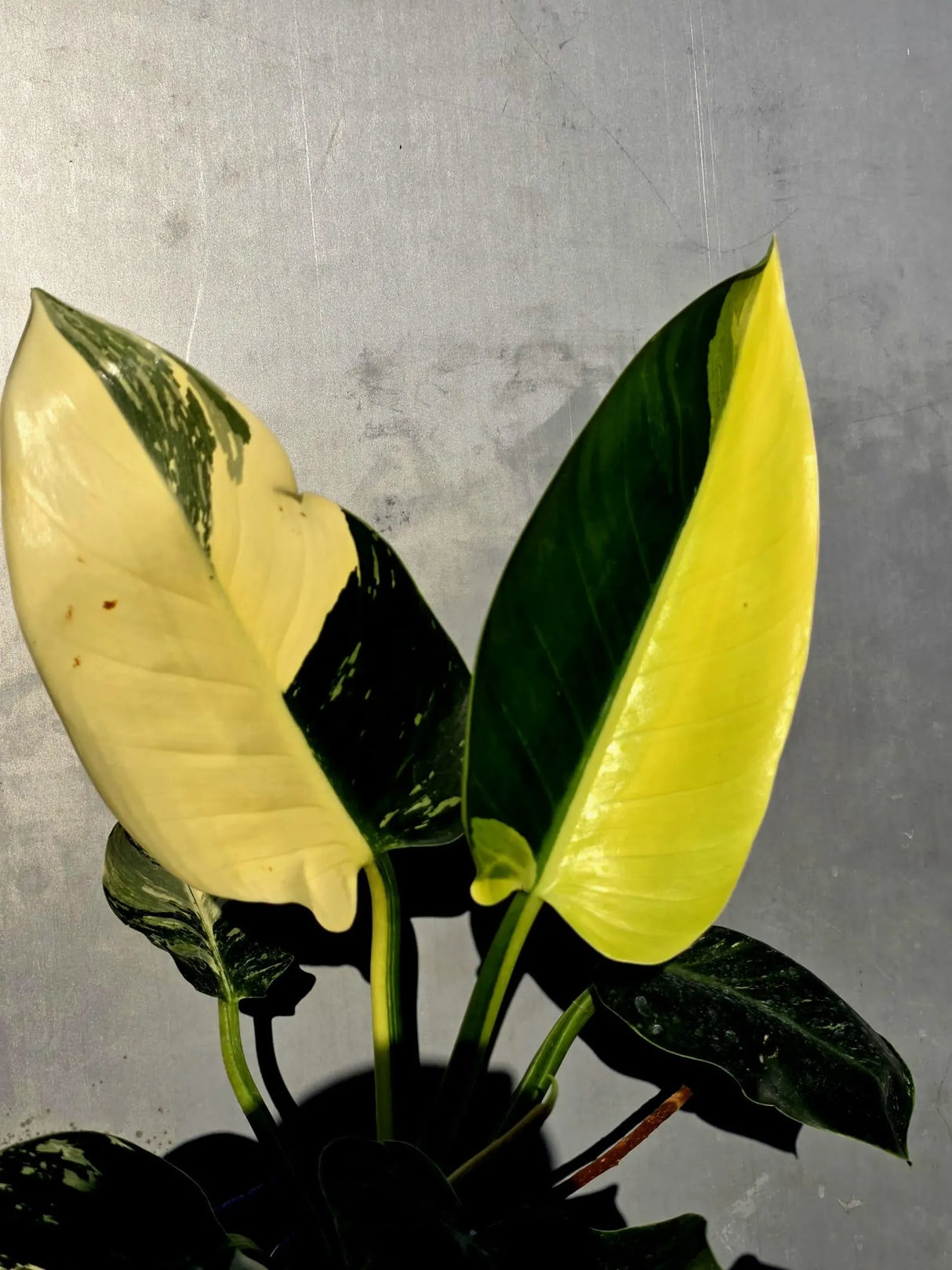 Variegated Philodendron Green Congo Original - Large Form (June-23-57)